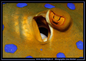 The Eye of a Bluespotted Stingray... :O)... by Michel Lonfat 